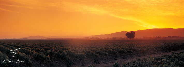 tree-sunset.jpg