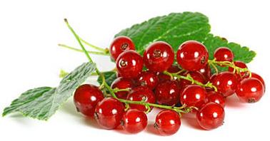 red_currant.jpg