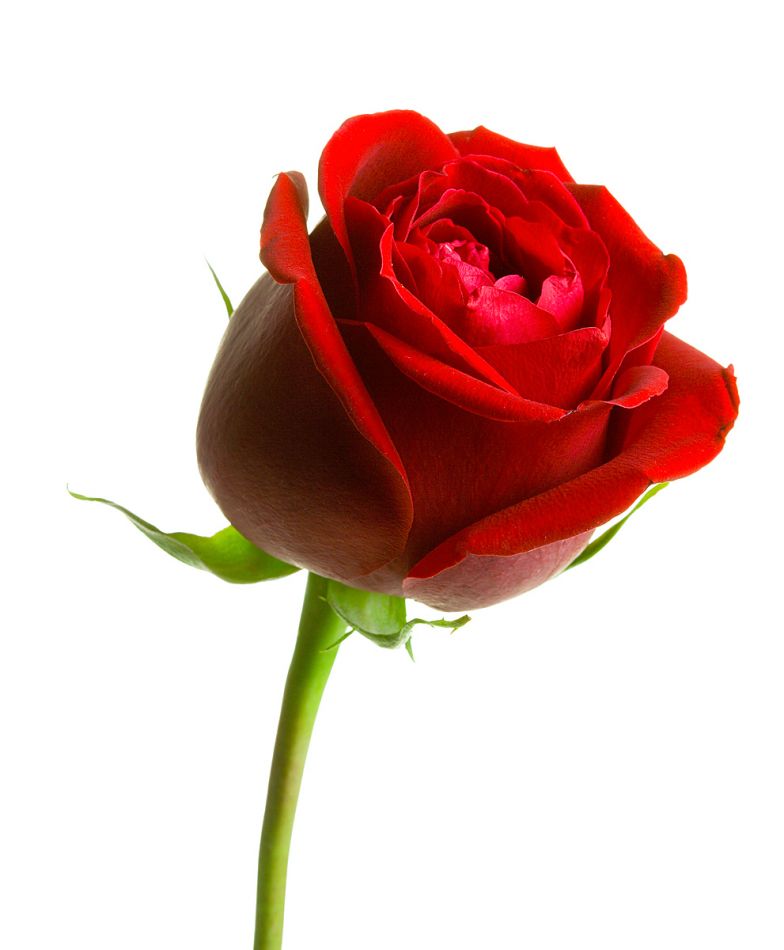 ROSE.jpg