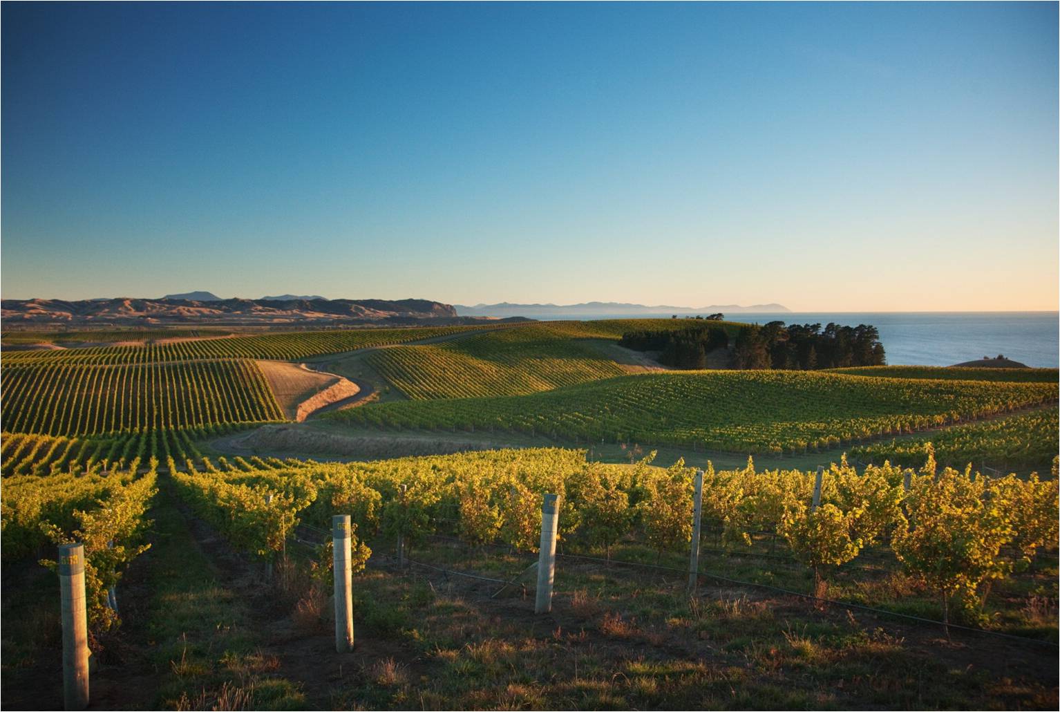 Vineyard in Marlborough 2.jpg