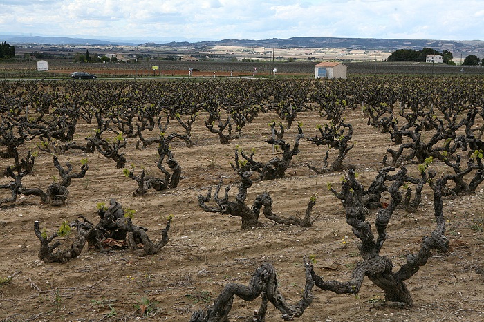 Domaine La  Teyssonnieres vineyard.jpg