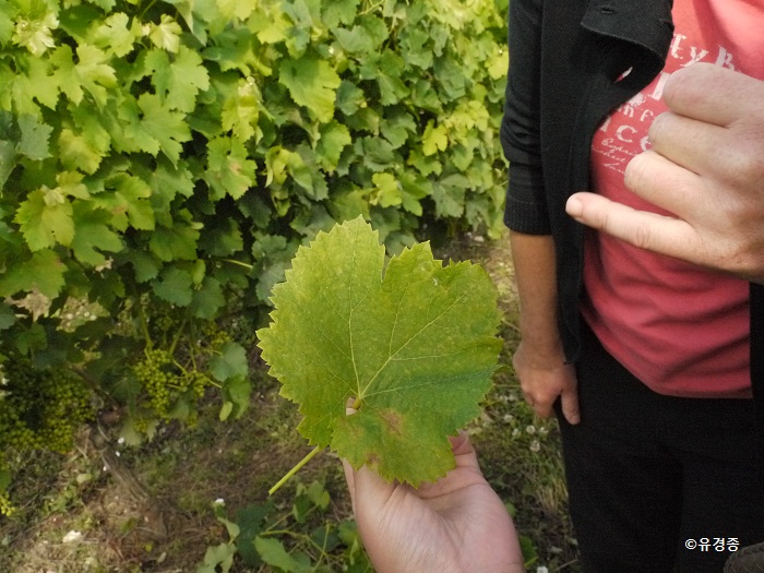 medoc tour 076.jpg