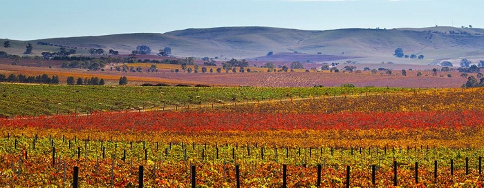 Clare Valley vineyards.jpg