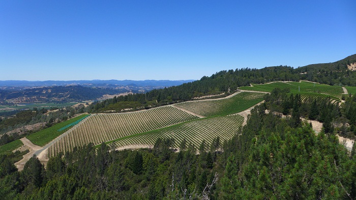 Peter Michael vineyard.jpg