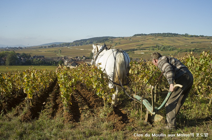 (Clos du Moulin aux Moines).jpg