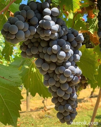 CARMENERE.jpg