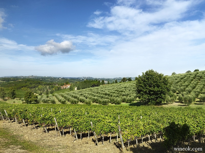 Ruiffino Poggio Casciano Vineyard - 1.jpg