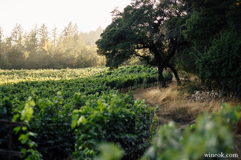 Linda Falls Vineyard Howell Mountain.jpg