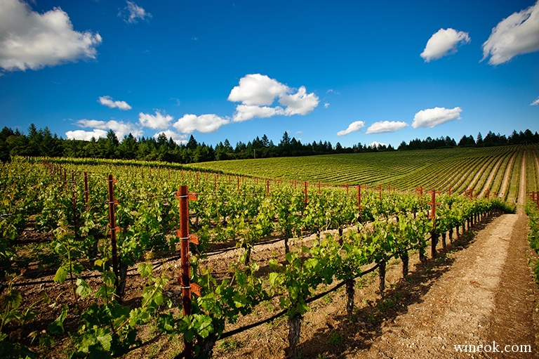 Vineyard_BBS_1515_768px.jpg