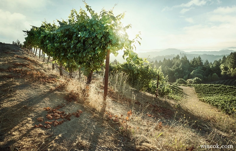 mountain-winemaking.jpg