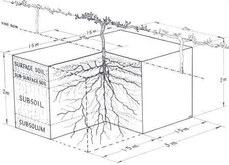 포도나무 뿌리 3.jpg