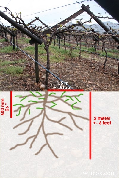 포도나무 뿌리 2.jpg