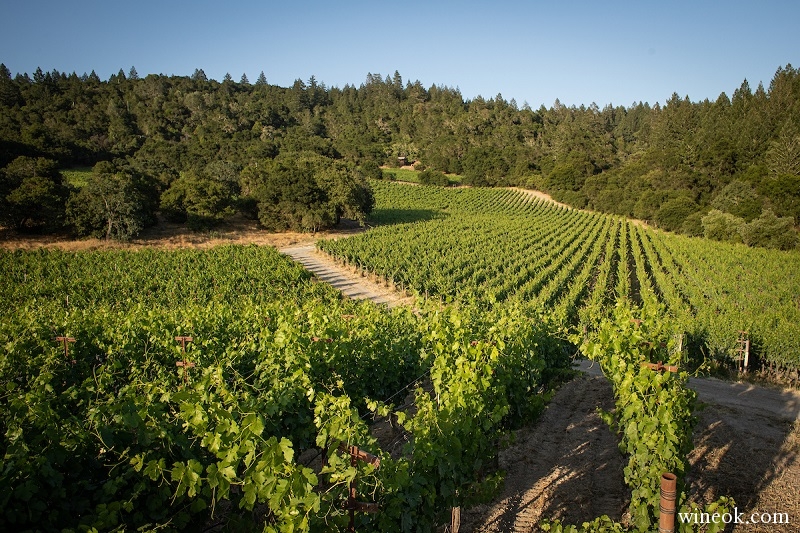 Winery-Vineyard-St-Helena.jpg