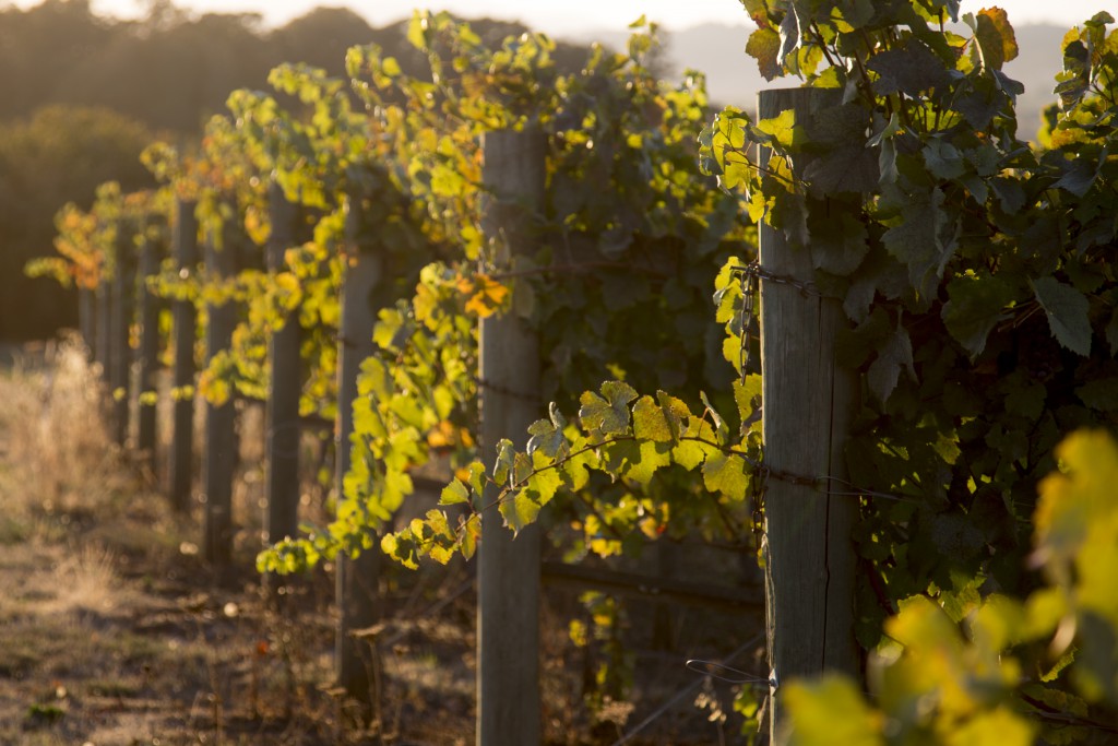 Carter-Vineyard-1024x683.jpg