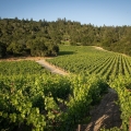 Winery-Vineyard-St-Helena.jpg